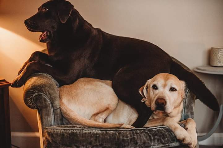 Image of Fenway and Atlas, Lost Dog