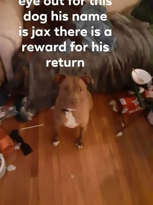 Image of Jax, Lost Dog