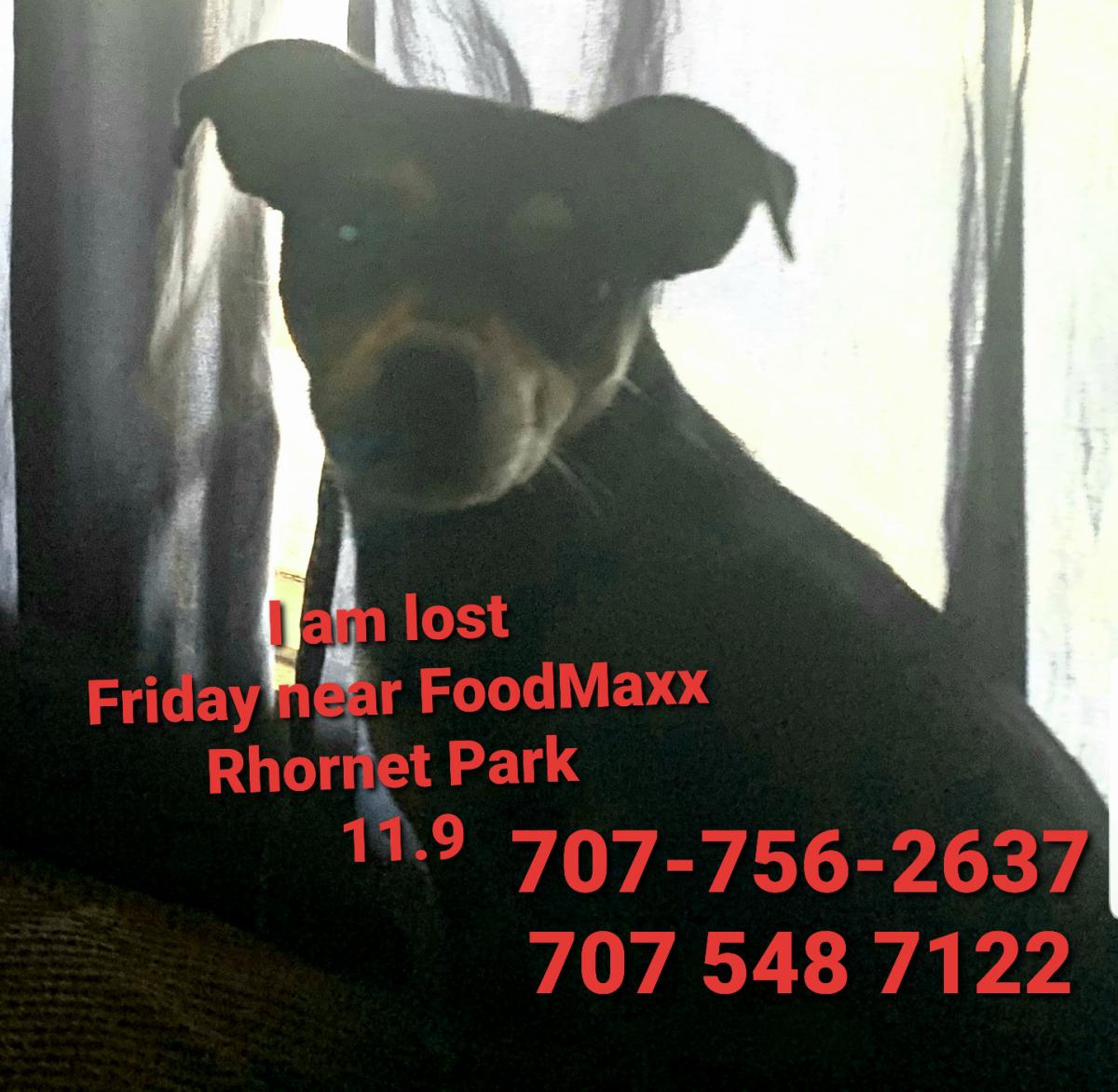 Image of Mehow, Lost Dog