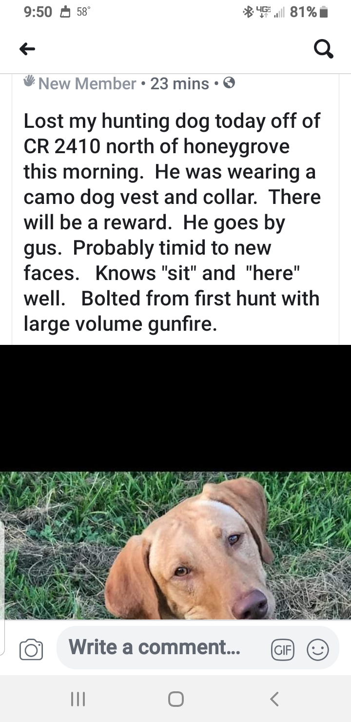 Image of GUS, Lost Dog
