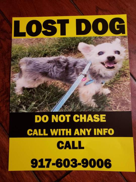 Image of Dolce, Lost Dog
