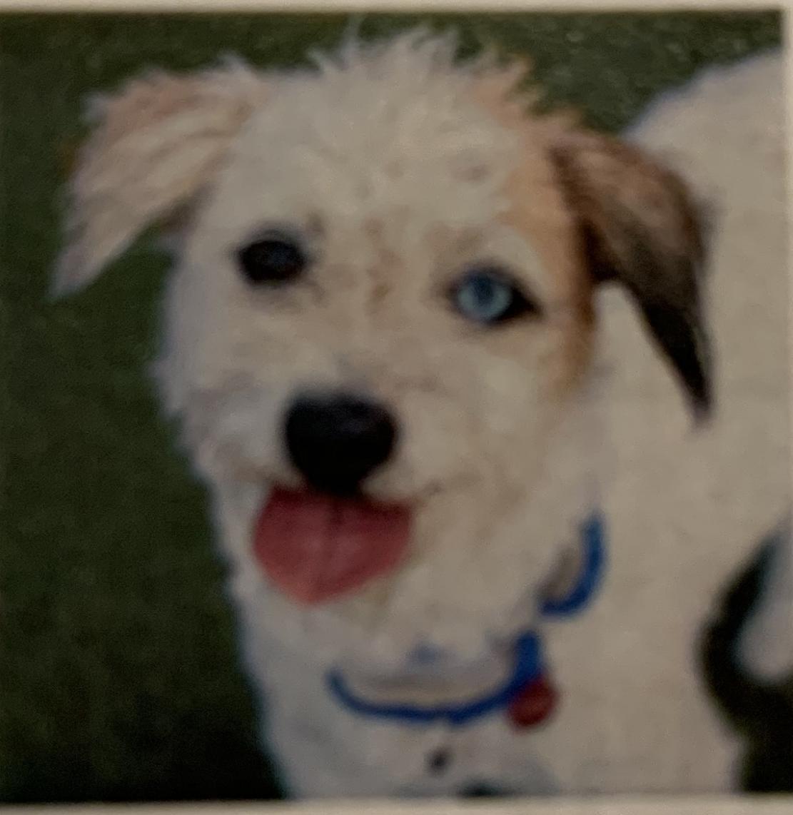 Image of Poppi, Lost Dog