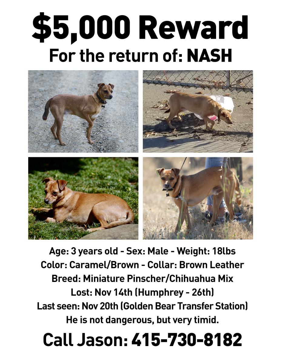 Image of Nash, Lost Dog
