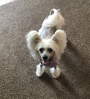 Image of Dusty, Lost Dog