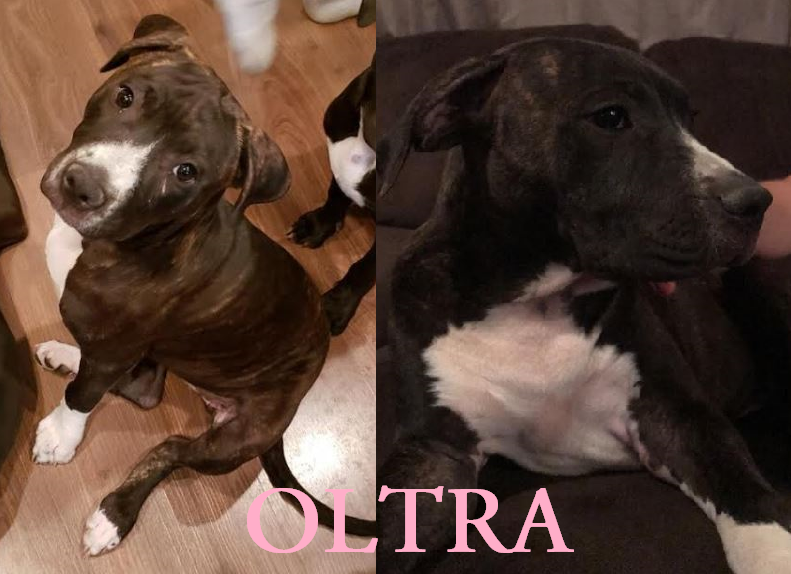 Image of Oltra, Lost Dog