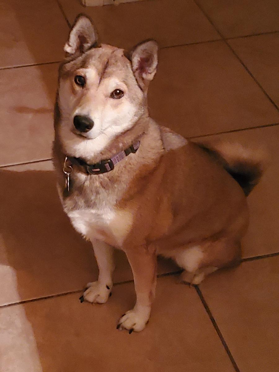 Image of Kaya, Lost Dog