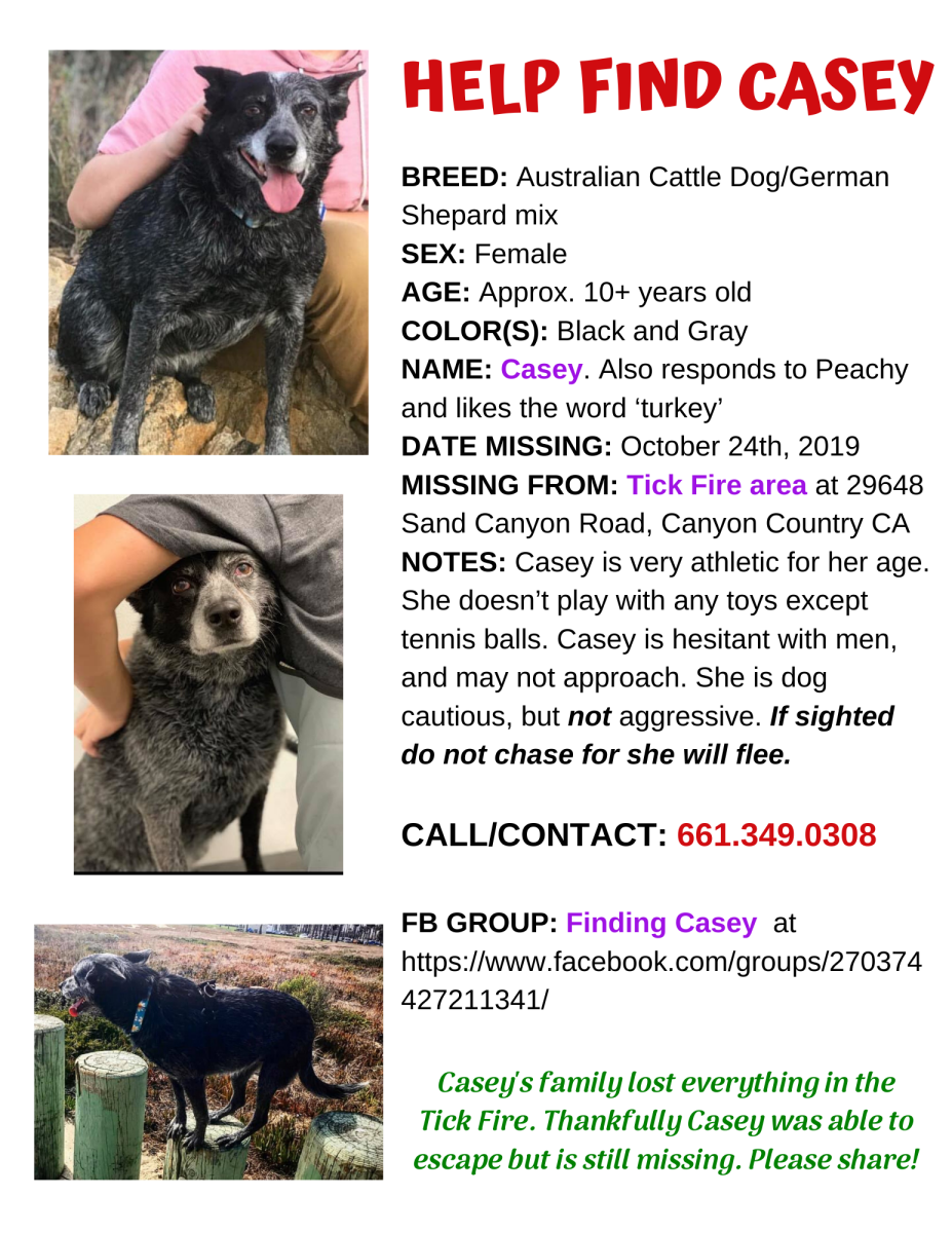 Image of Casey, Lost Dog