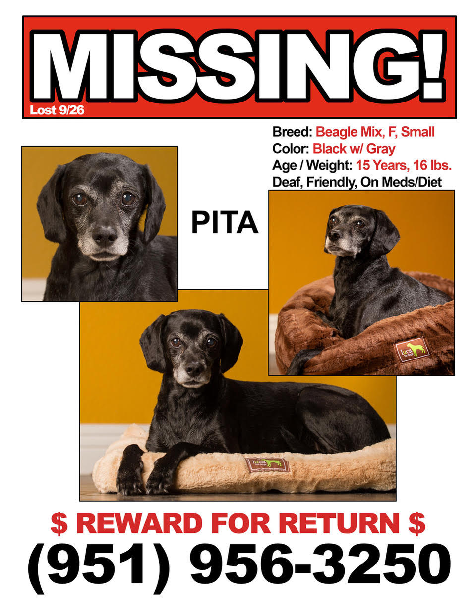 Image of PITA, Lost Dog