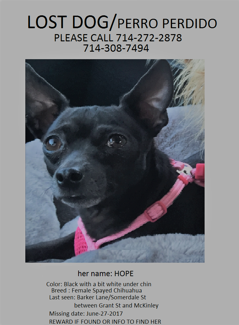Image of hope, Lost Dog
