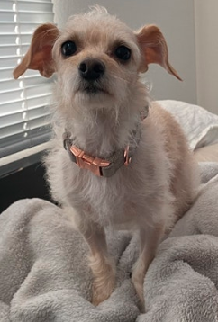 Image of Star, Lost Dog