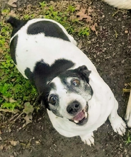 Image of Domino, Lost Dog