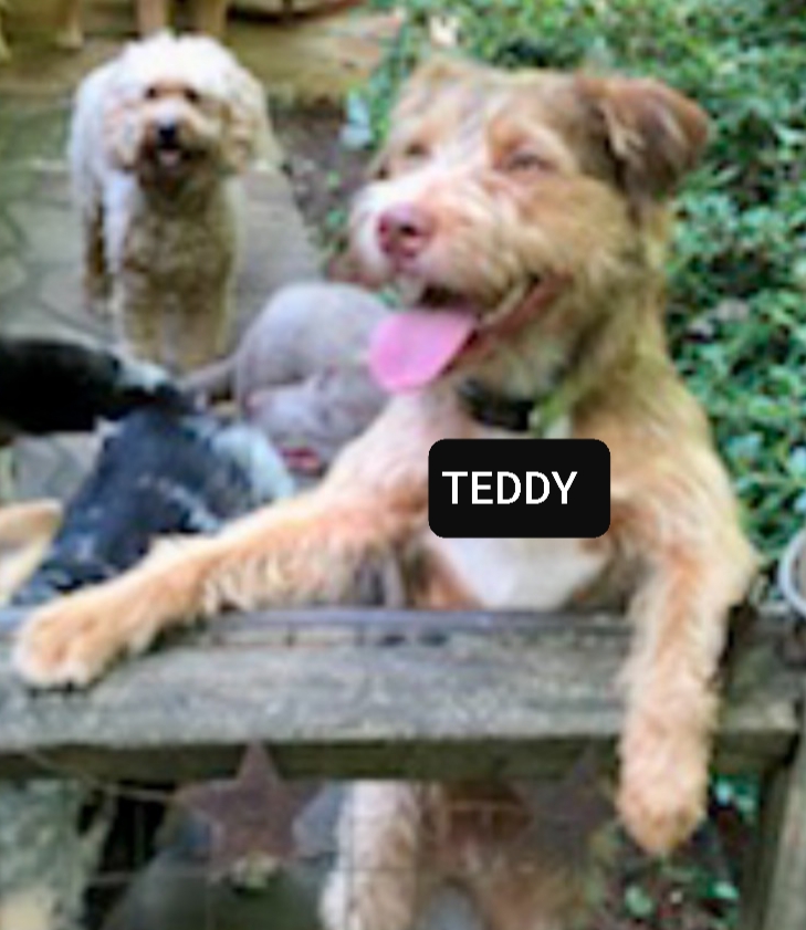 Image of TEDDY, Lost Dog