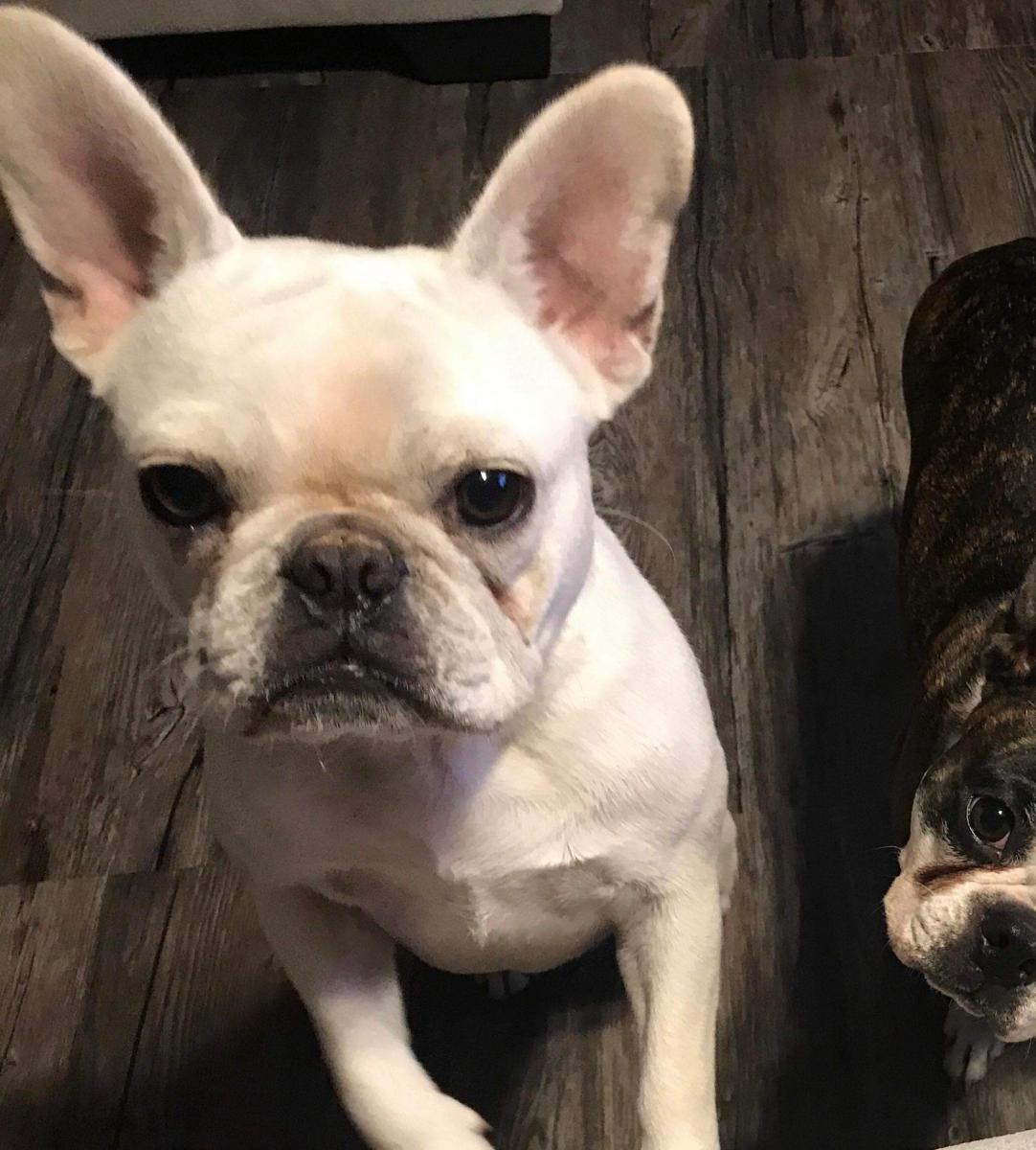 Lost Dog French Bulldog in ODESSA, TX - Lost My Doggie
