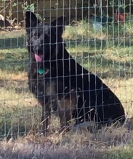 Image of Zeni, Lost Dog