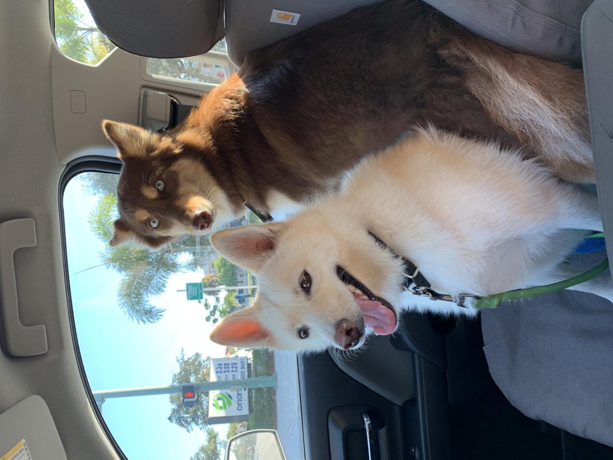 Image of Blu and Sno, Lost Dog