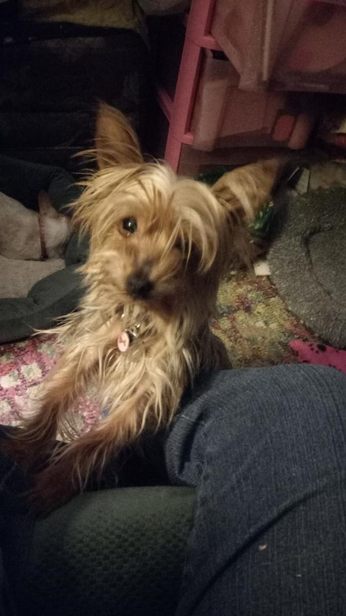 Image of MINNIE, Lost Dog