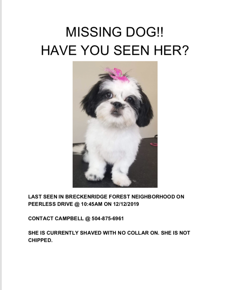 Image of Sno, Lost Dog