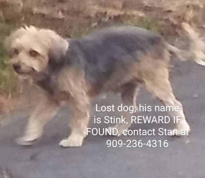 Image of Stink, Lost Dog