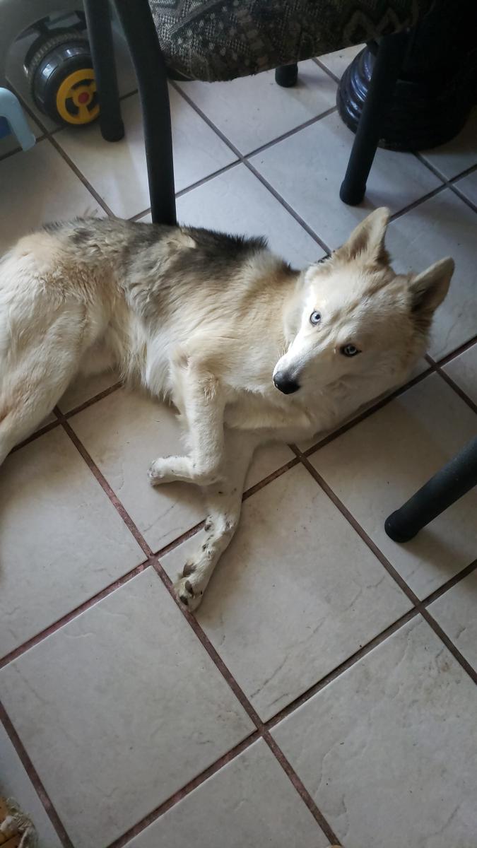 Image of Tequila, Lost Dog