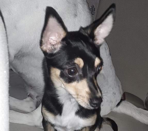 Image of WeeWee, Lost Dog