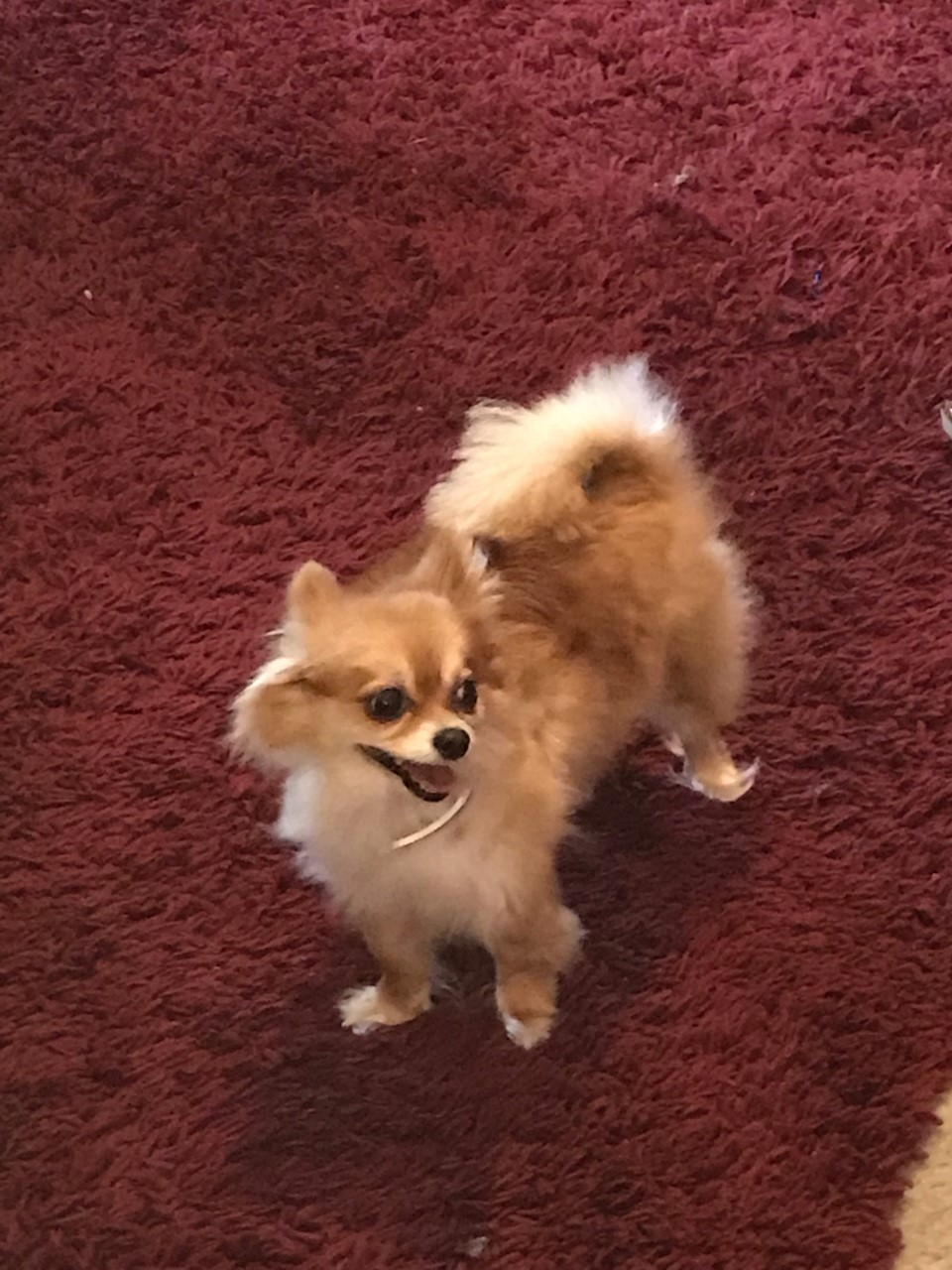 Image of FOXY, Lost Dog