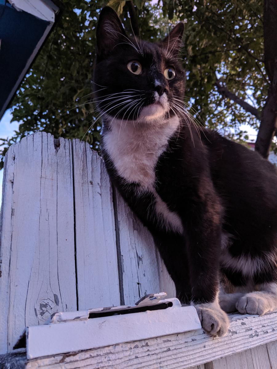 Image of Che, Lost Cat