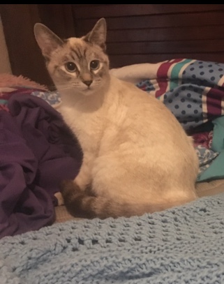 Image of Kitty, Lost Cat
