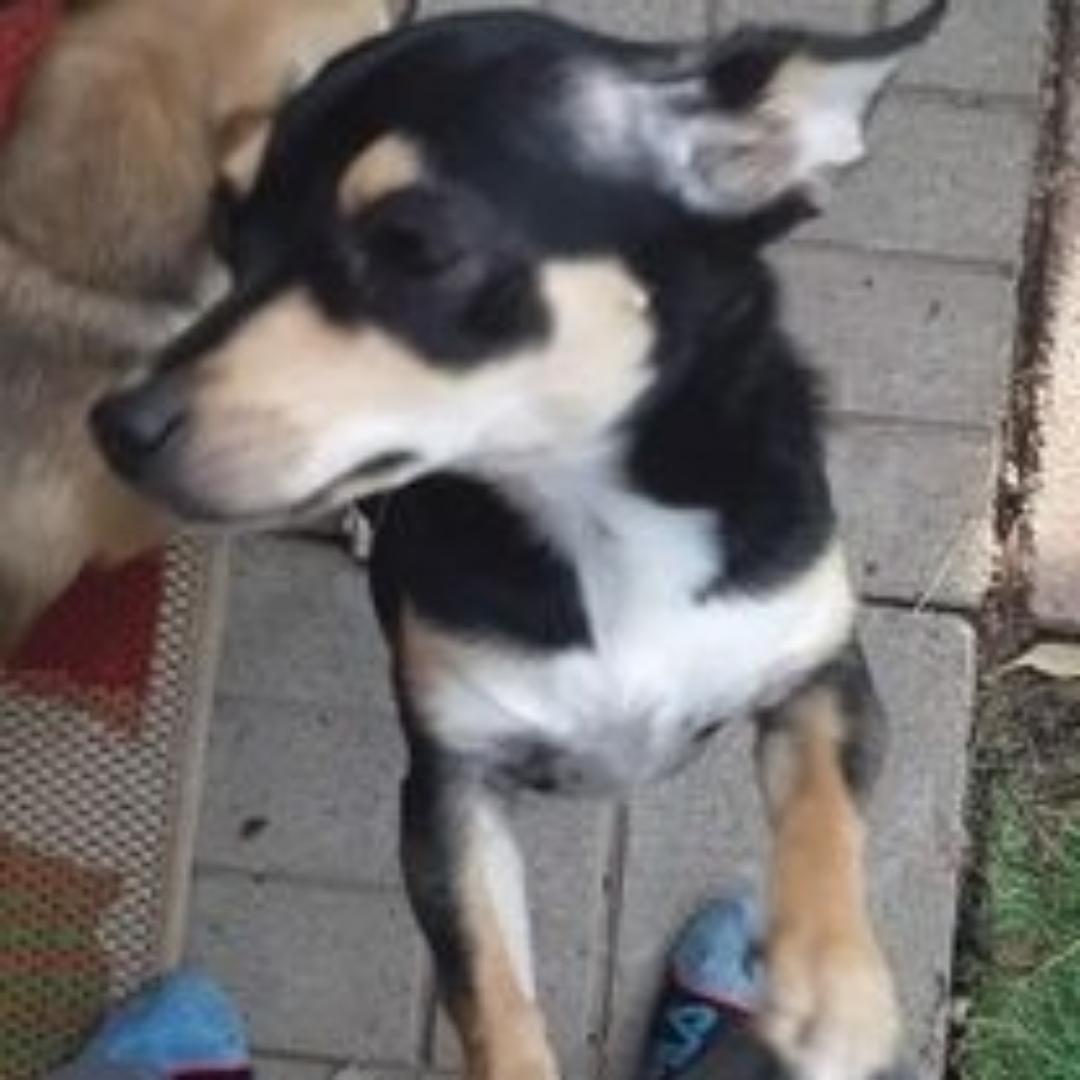 Image of WeeWee, Lost Dog
