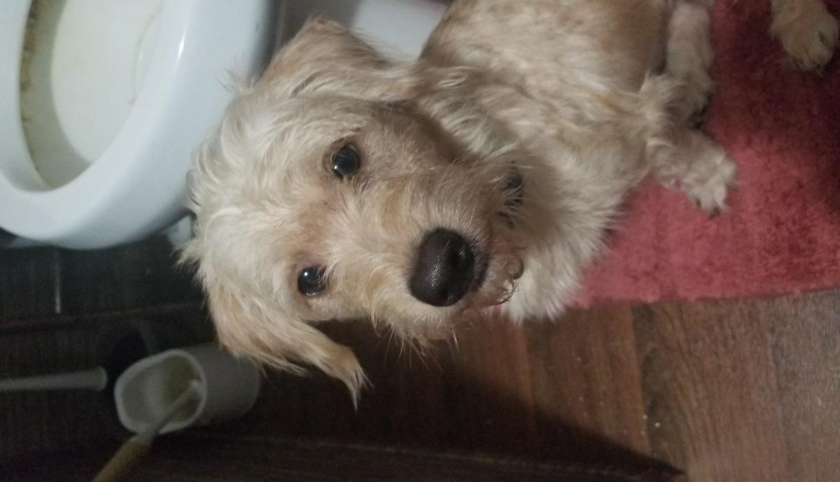 Image of Bentley, Lost Dog