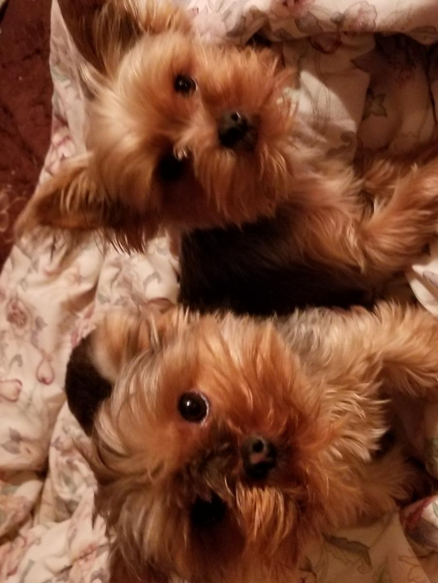 Image of Cookie. Yorkie, Lost Dog