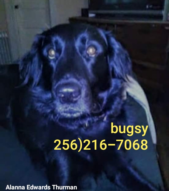 Image of Bugsy, Lost Dog