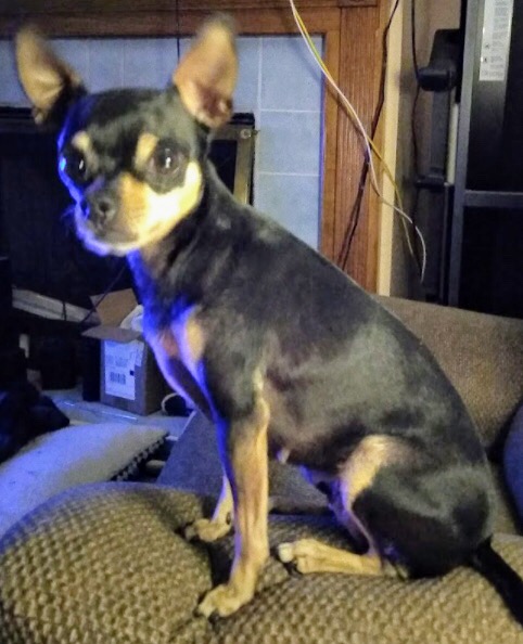 Image of Little Mama, Lost Dog
