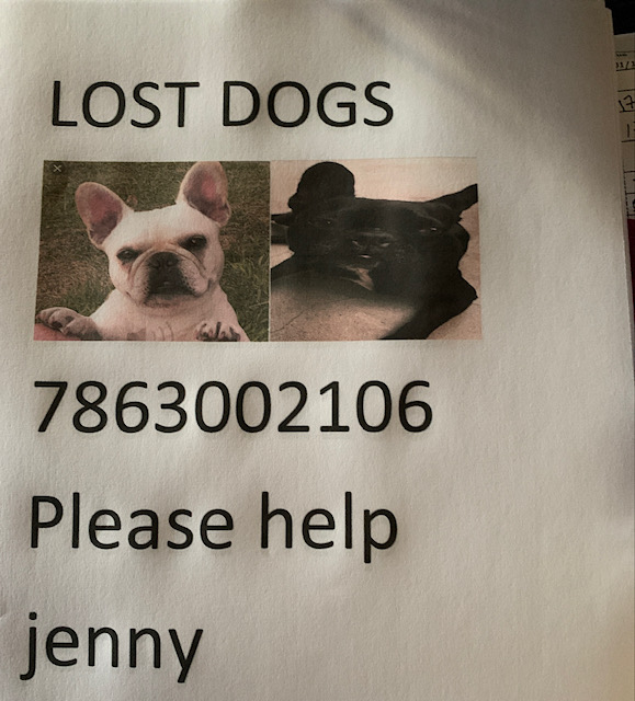 Image of MALU AND UNICA, Lost Dog