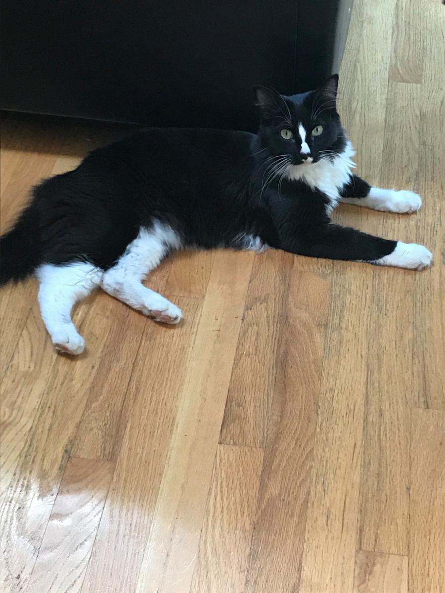 Lost Cat Domestic Long Hair in EVERETT, WA Lost My Doggie