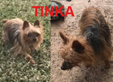 Image of TINKA, Lost Dog