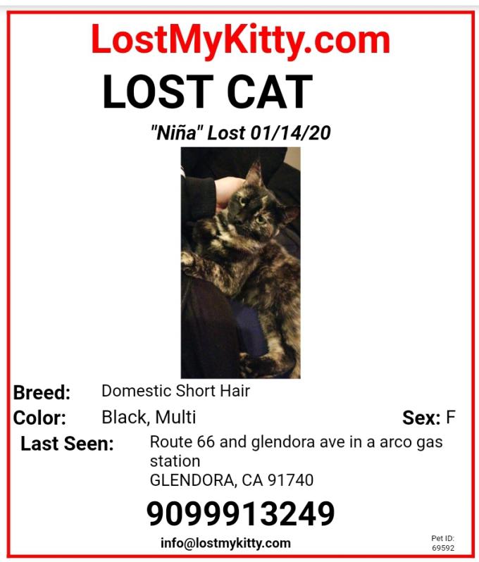 Image of NINA, Lost Cat