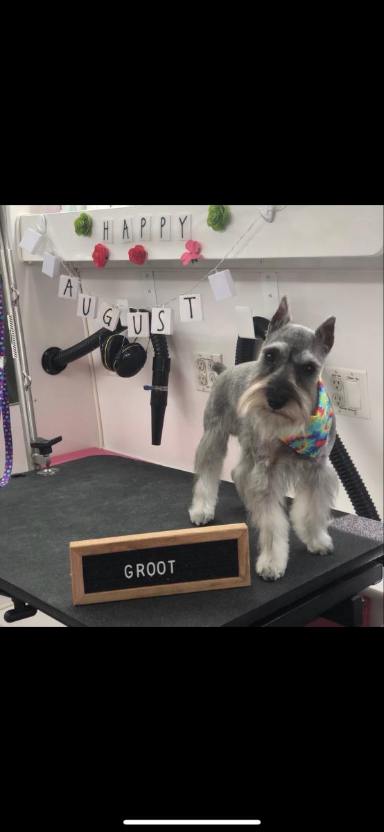 Image of Groot, Lost Dog