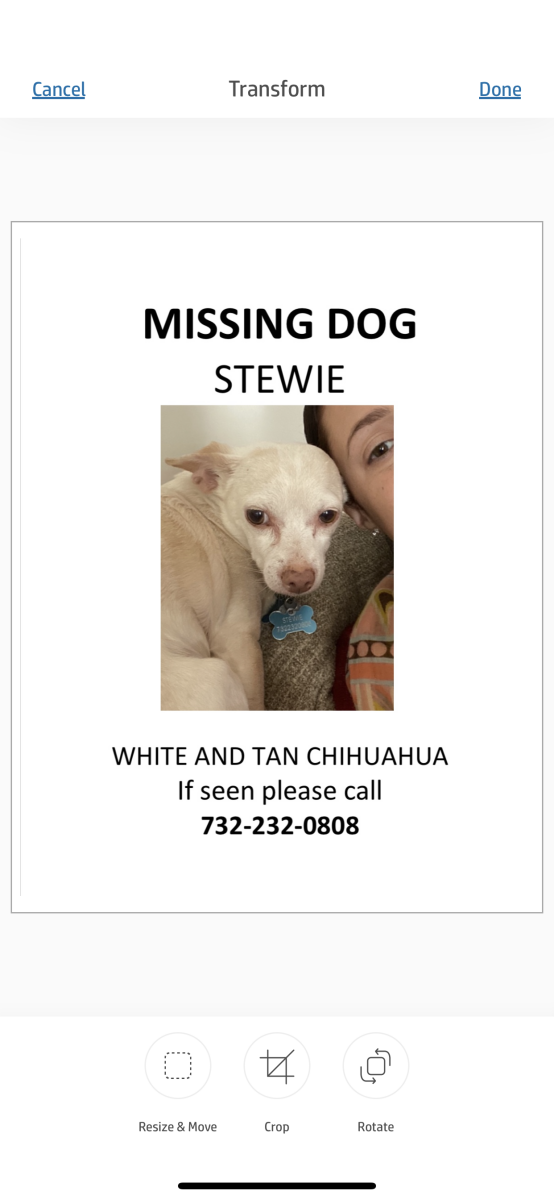 Image of Stewie, Lost Dog