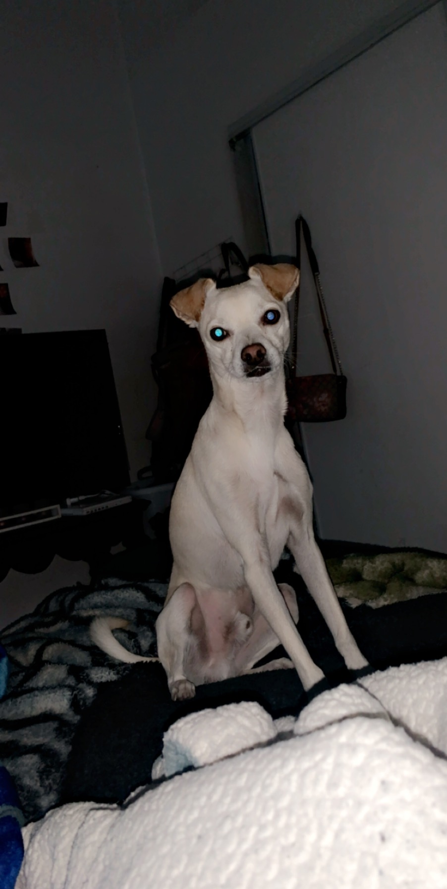 Image of Güero, Lost Dog