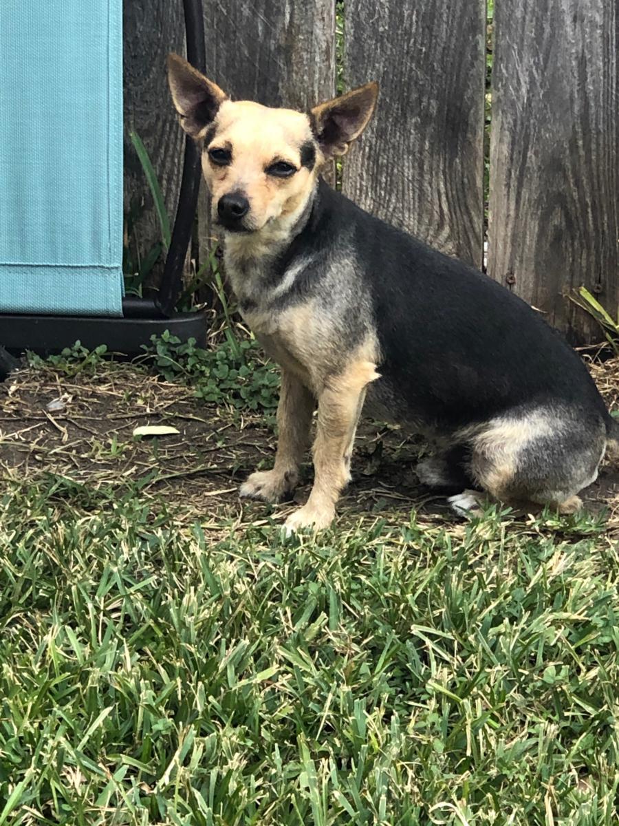 Image of Dinky, Lost Dog