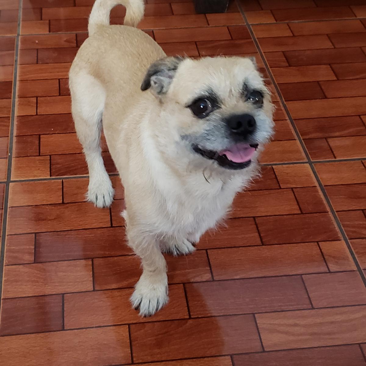 Image of Chubbs, Lost Dog