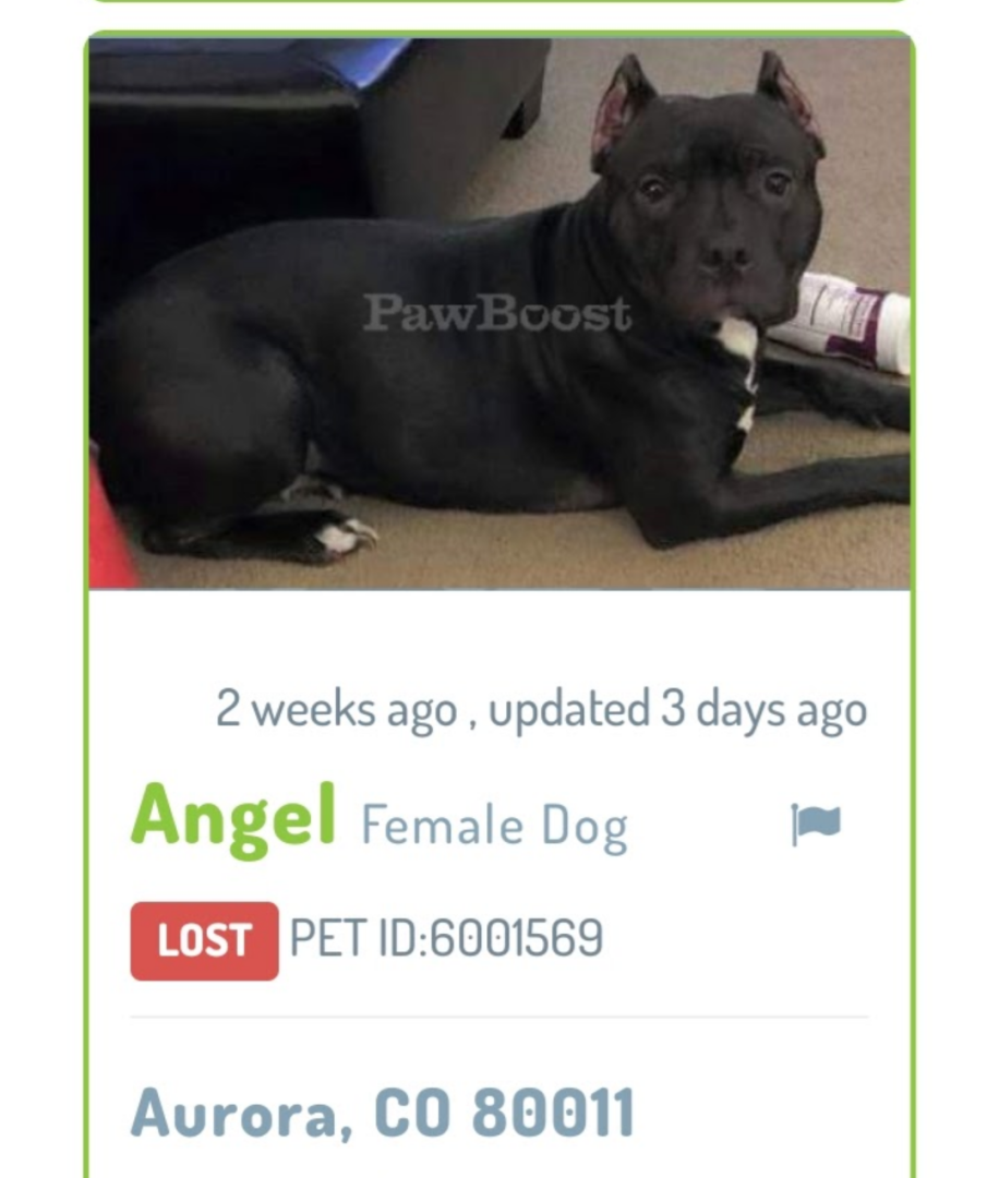 Image of Angel, Lost Dog