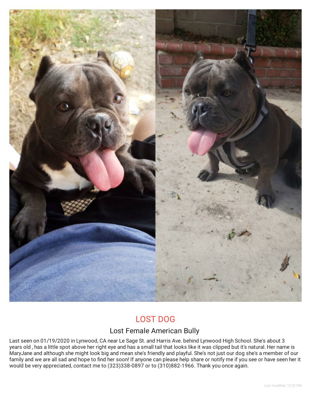 Image of Mary Jane, Lost Dog