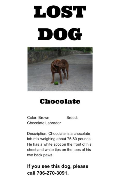 Image of Chocolate, Lost Dog