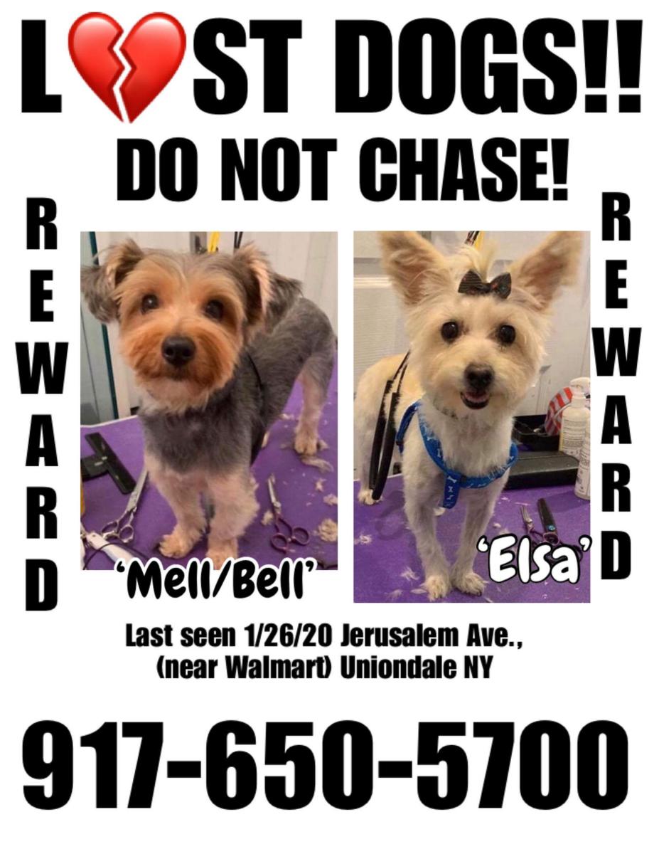 Image of Mell/Bell, Lost Dog