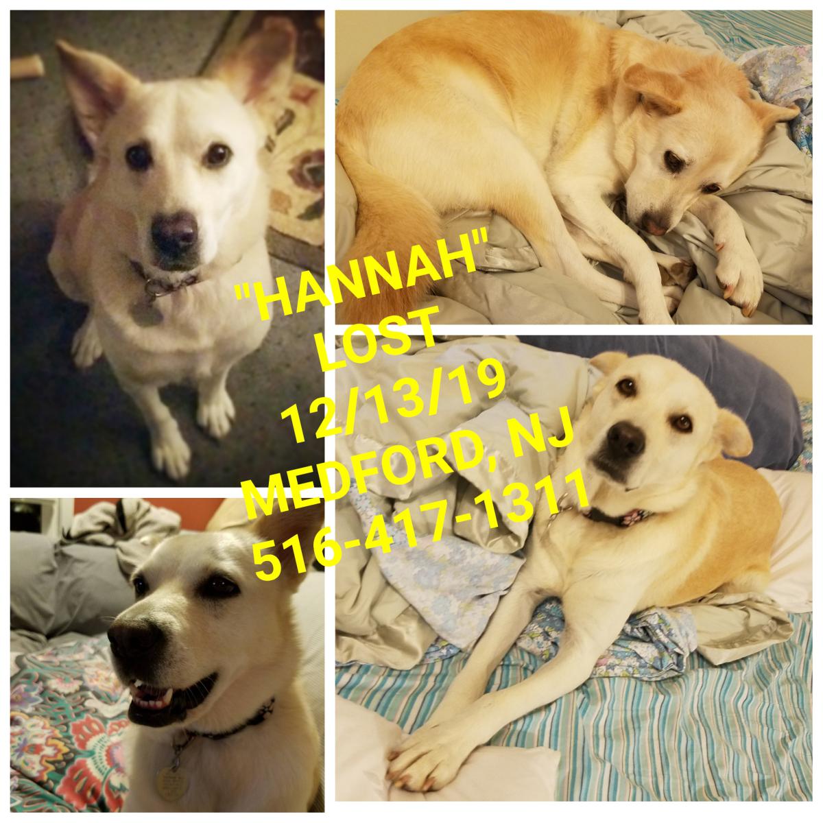 Image of Hannah, Lost Dog