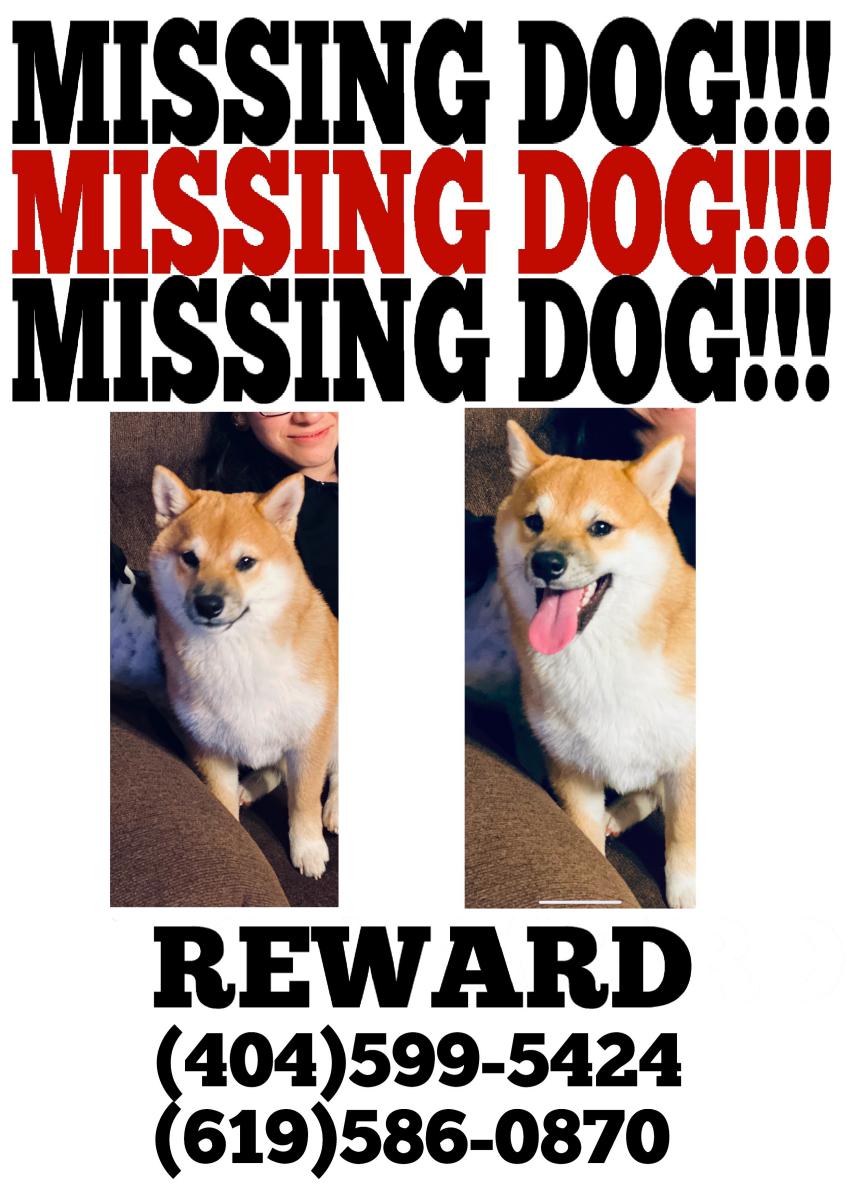 Image of Not available, Lost Dog