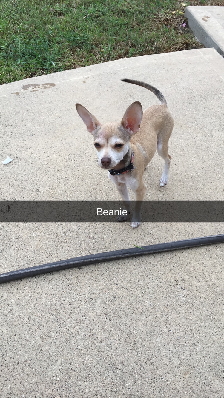 Image of Beanie, Lost Dog