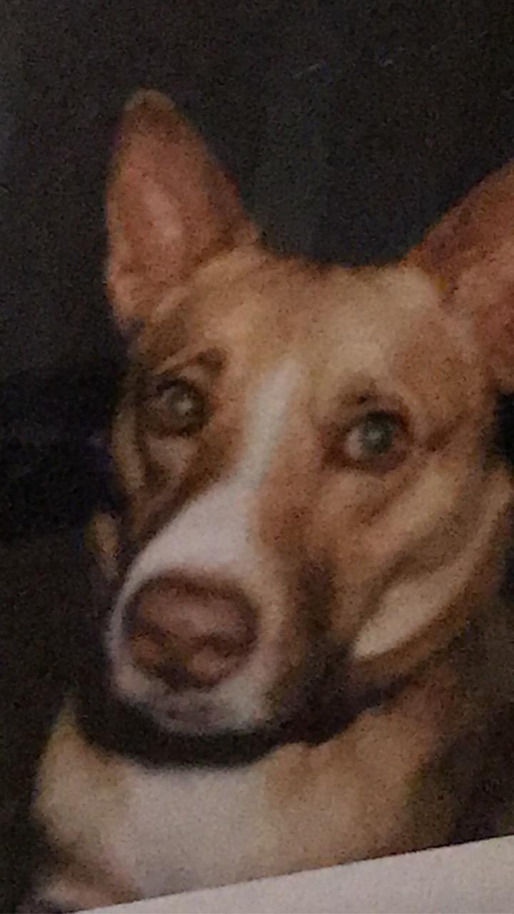 Image of Ginger, Lost Dog