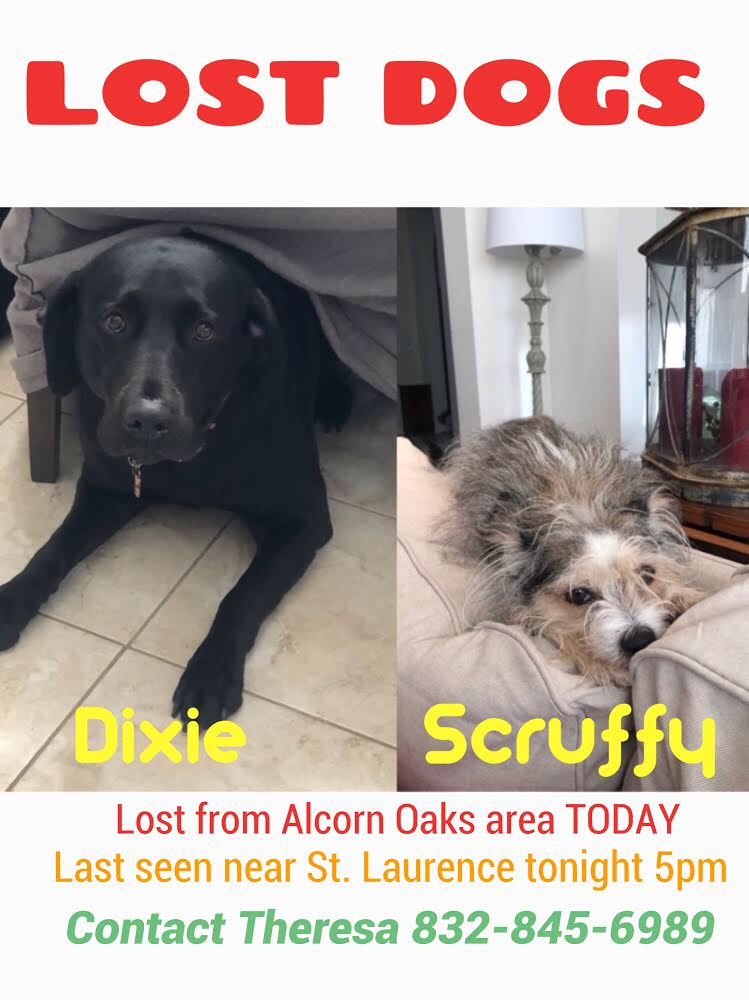 Image of Scruffy, Lost Dog
